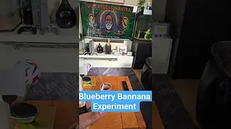 Blueberry Bannana - Pure 0.5g Organic - Experiment - Worked amazing - No Tobacco #bluelobster