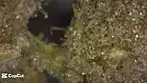 Sherb Master OG close up microscope first time trying #medicalcannabis #sherbmasterog #trichomes