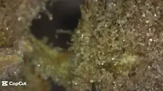 Sherb Master OG close up microscope first time trying #medicalcannabis #sherbmasterog #trichomes