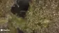 Video Thumbnail: Medicated Barber Friend