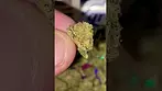 UK MEDICAL | 4C LABS | STRAWBERRY CAKE #420 #420community #cbpm #medicalcannabis #ukmedicalcannabis