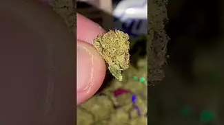 UK MEDICAL | 4C LABS | STRAWBERRY CAKE #420 #420community #cbpm #medicalcannabis #ukmedicalcannabis
