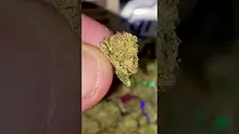 Cannabis Culture  Video Thumbnail