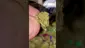 Video Thumbnail: Cannabis Culture 