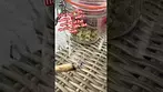 Curo Fire OG medical burn #ukmedicalcannabis #painrelief #medical #flower #cannabiscommunity