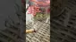 Video Thumbnail: 420Medical