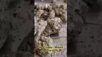 Next Friday - Mutant Tyre Fire t30  #medicalcannabis #painrelief #ukmedicalcannabis #medicated