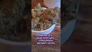Georgia Pie - Craft Botanics T27 GGP, Medical Cannabis Strains UK #Alternaleaf #Montu