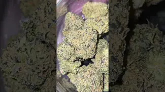Aurora Pedanios FLH T25 Frozen Lemon Haze (Jet Fuel Gelato x White MAC) Lime Gas Smooth Sweet Peel