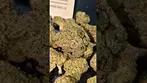LUMIR MINT SHERBET (UK PRESCRIPTION MEDICATION)