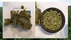 NOIDECS T14 Indica Flower - Shiskaberry