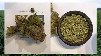 NOIDECS T14 Indica Flower - Shiskaberry