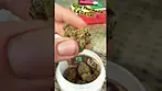 Grow Pharma LA S.A.G.E t30 #medicalcannabis #painrelief #ukmedicalcannabis #cannabiscommunity420
