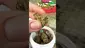 Video Thumbnail: 420Medical