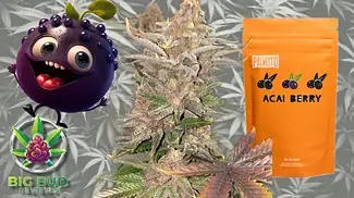 Acai Berry by 4C Labs T25 : Medical Cannabis Review