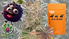Big Bud Reviews Video Thumbnail
