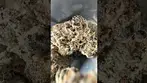 Green Karat |King Sherb | UK Medical Flower #medicalcannabis #ukmedicalcannabis