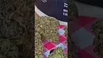 Uk Medical Flower Broken Coast Amnesia Haze 28%. Canadian Grown. Gamma Irradiated flower.