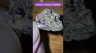 AAAA T19 Lemon Cherry Gelato - Finding the forgotten NUG -