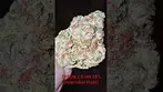 TYSON 2.0 HAYMAKER HAZE 29%         NORTHERN LIGHTS x HAZE?