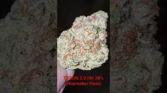 TYSON 2.0 HAYMAKER HAZE 29%         NORTHERN LIGHTS x HAZE?
