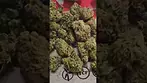 NEW GROW Vanilla ice  safricanna South African grown. UK medical
