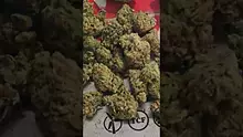 Green Man Video Thumbnail