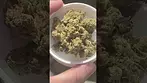 Aurora ~ Cosmic Cream (31%)