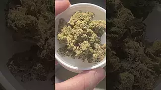 Aurora ~ Cosmic Cream (31%)