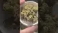 Video Thumbnail: Smokey Mo