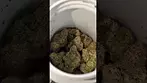 ALL NATIONS MAC DADDY (UK PRESCRIPTION MEDICATION)
