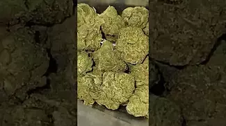FIND WEDDING POP TRIANGLE  THC 22% #medicalcannabis #cannabisdaily #flavours