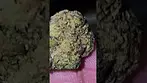 UK Medical Flower - Dalgety HSOR T25 ORACLE - CLOSEUP - (Jet Fuel Gelato x Biscotti)
