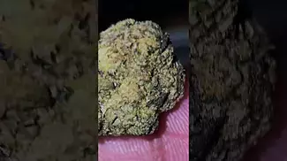 UK Medical Flower - Dalgety HSOR T25 ORACLE - CLOSEUP - (Jet Fuel Gelato x Biscotti)