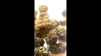 Quest Grape Cream Cake Flower