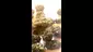 Video Thumbnail: Cannabis is Medicine
