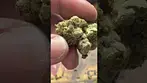 HEAVY GAS HITTER T30 | NUGS - 2ND LOT #shorts #ukmedicalcannabis #ukmedical #cannabiseducation