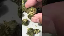 Medical Bud Reviews Video Thumbnail