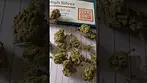 Curaleaf - High Silver (Super Silver Haze)(UK Medical Cannabis Prescription)
