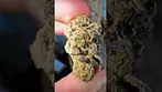 Grape Creme Cake by Qwest (UK MEDICAL) #medicalcannabis #medicalcannabisuk #shorts