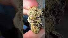 Mr Psycho Active Video Thumbnail