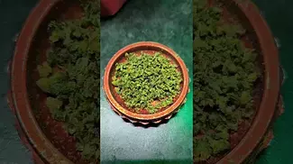 Cold Creek Kush 25%THC (smalls).. medical prescription cannabis.