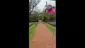 Video Thumbnail: Doc Green Bud