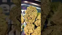 PrescribedBouquet Video Thumbnail