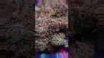 Mutant Tyre Fire Under the Scope #macro