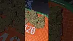 Green Karat London Marker UK Medical Flower First Impressions