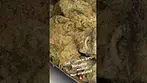 CAP JUNKI-Mamedica medical 34%thc