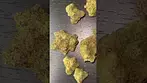 Packs RS11 “Rainbow Sherbet #11”  24% THC Medical Cannabis Flower First Look  #RS11 #THC #Cannabis