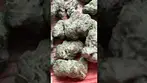 Uklegal #phant StrawberryGuava 22%thc #medicalcannabis #medbud #cannabiscommunity #medicated #ukmeds