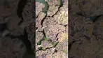 Cookies #weedchannel #420 #cannabiscommunity #medicalcannabis #medicalweed #highlife #stonerfam
